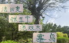 北京国安4月候选名单，张玉宁、古加、小范、塞鸟入围。